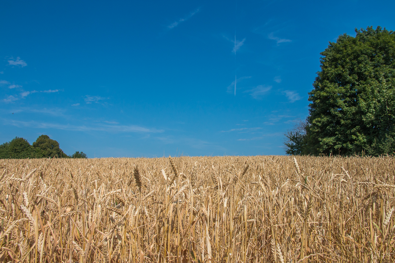 Getreidefeld