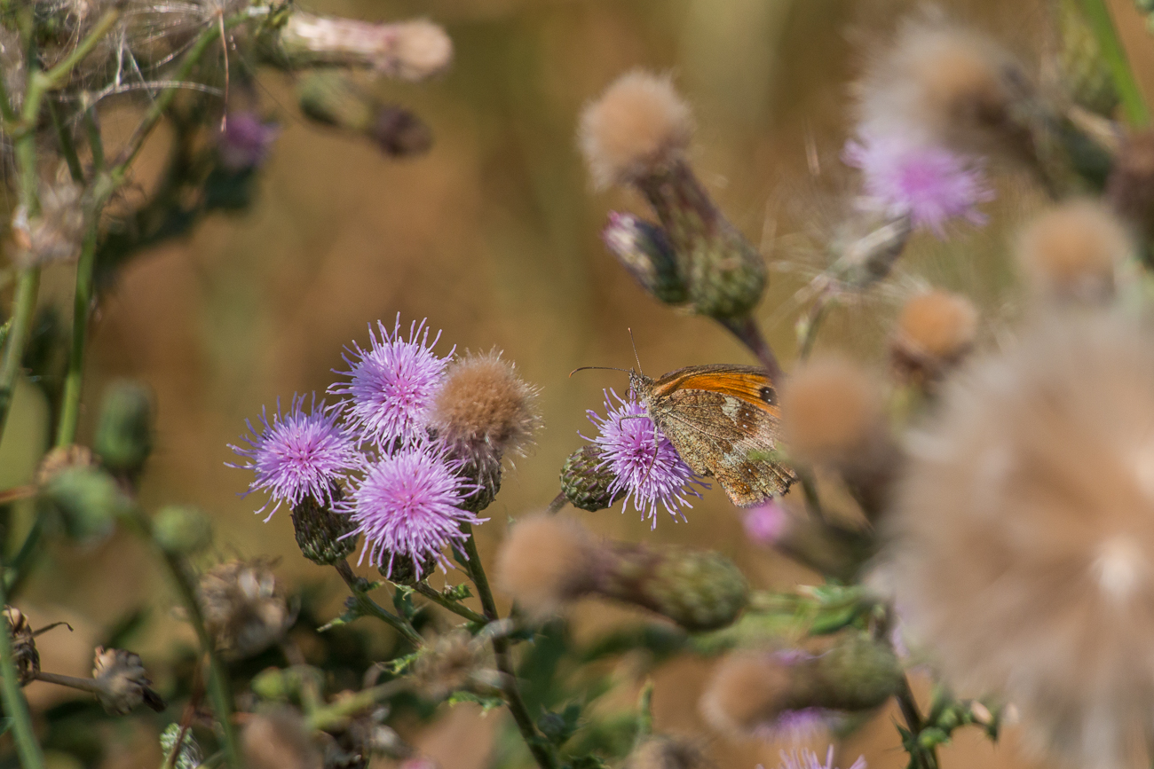 Rotbraunes Ochsenauge