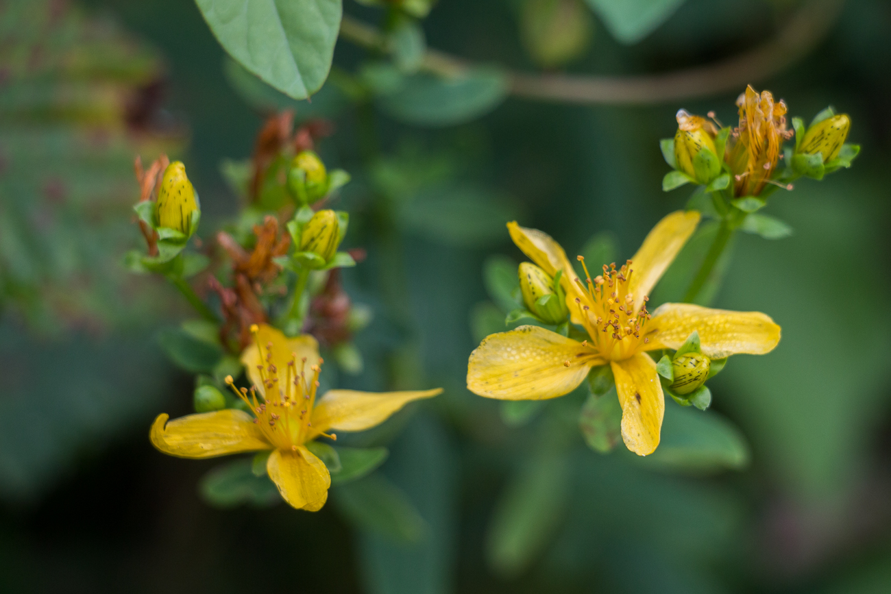 Bl&uuml;hende Pflanzen ...