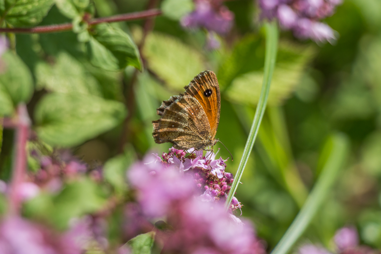 Rotbraunes Ochsenauge