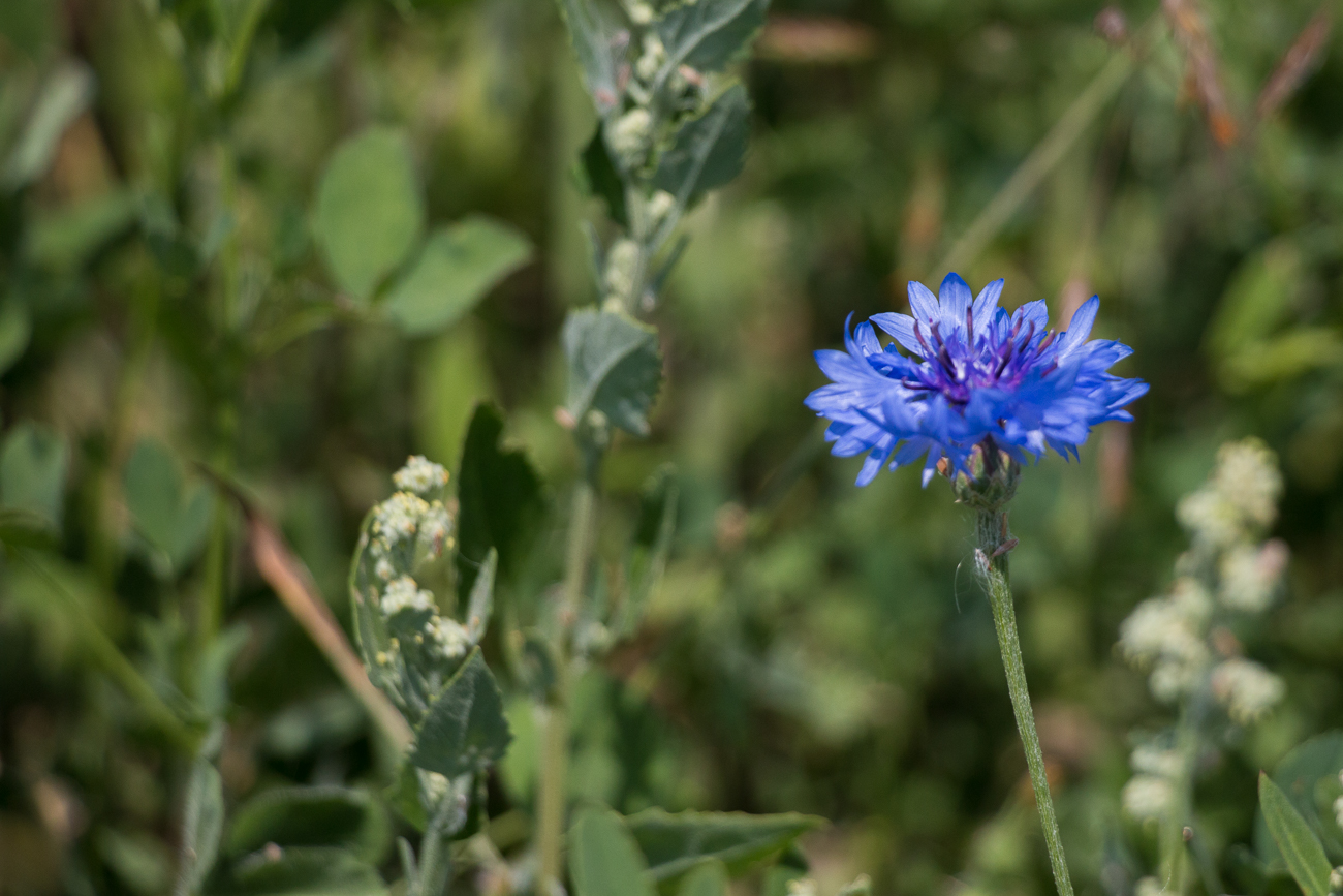 Auch blau ist eine sch&ouml;ne Farbe
