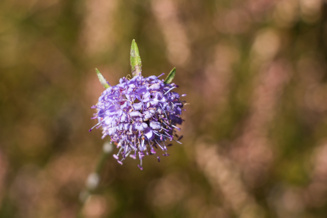 Bl&uuml;tengru&szlig;