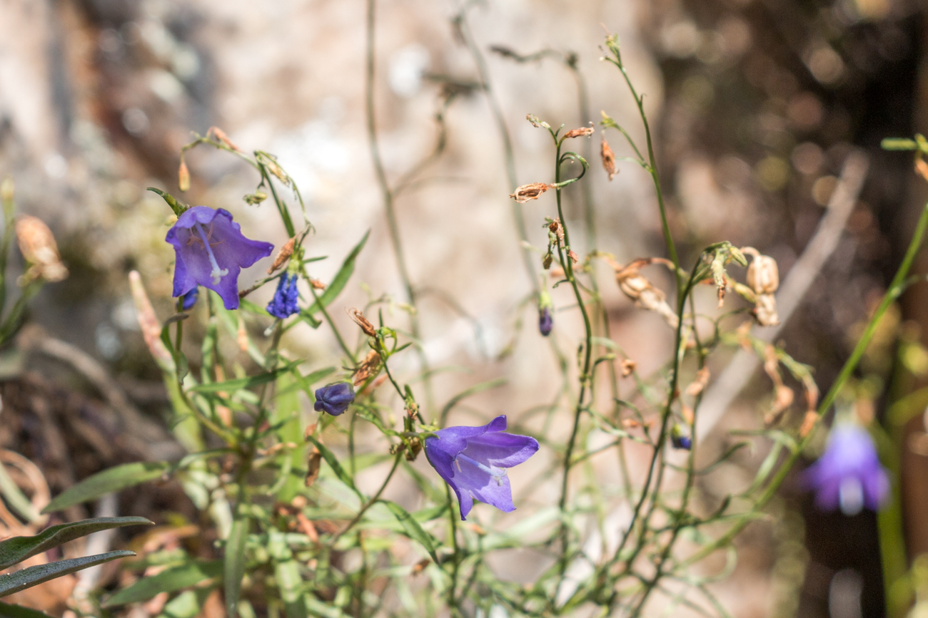 Bl&uuml;hende Blumen erfreuen das Herz