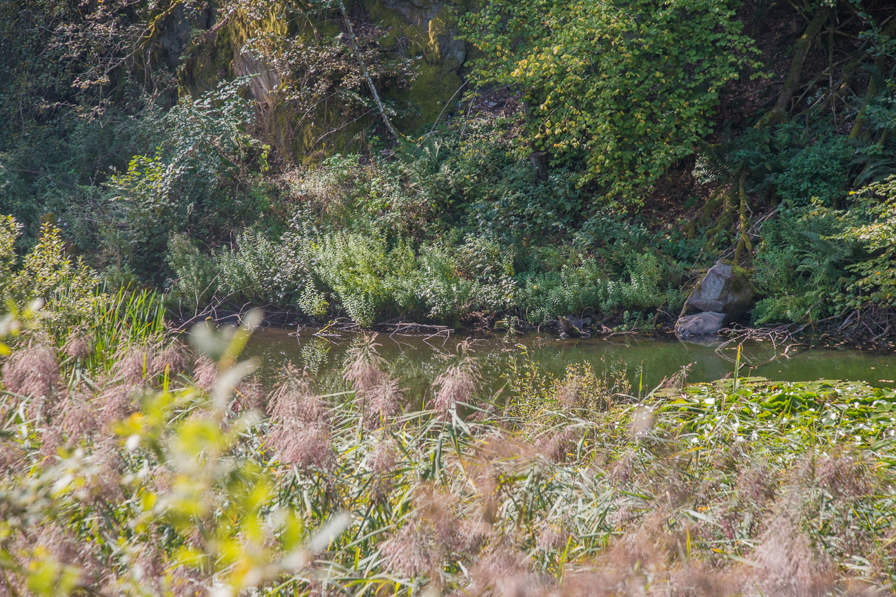 ... heute ein Biotop