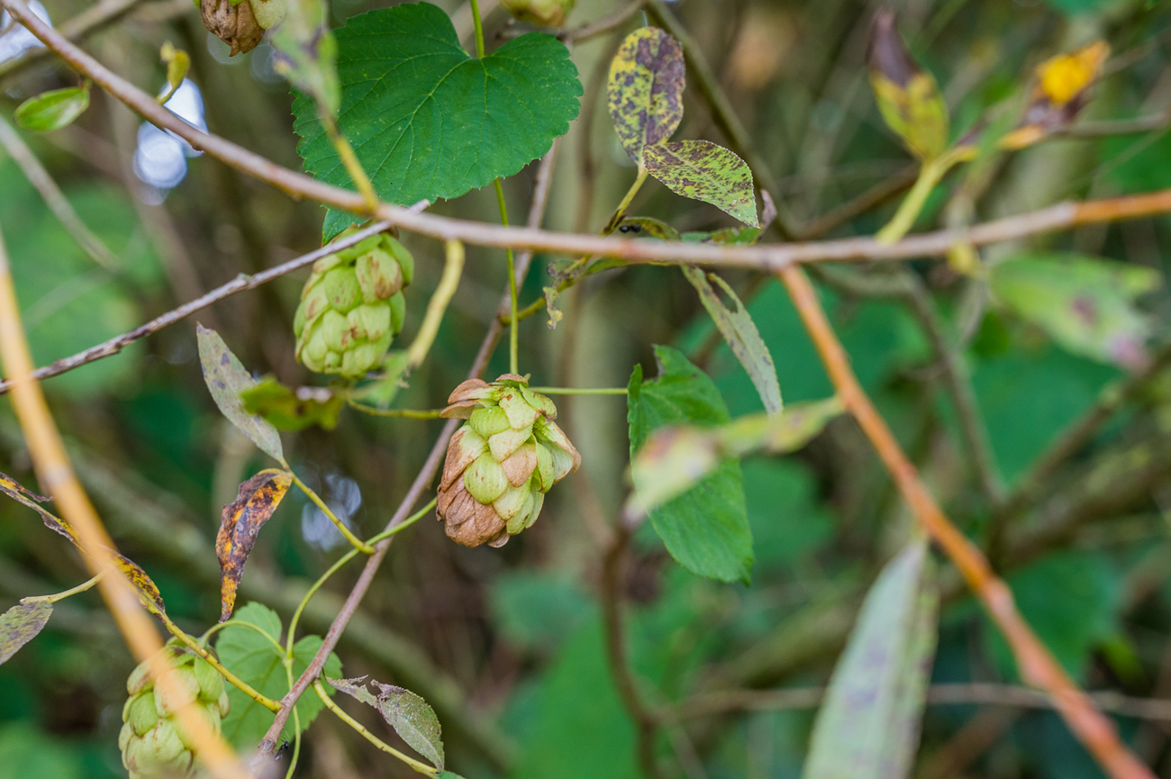 Wilder Hopfen