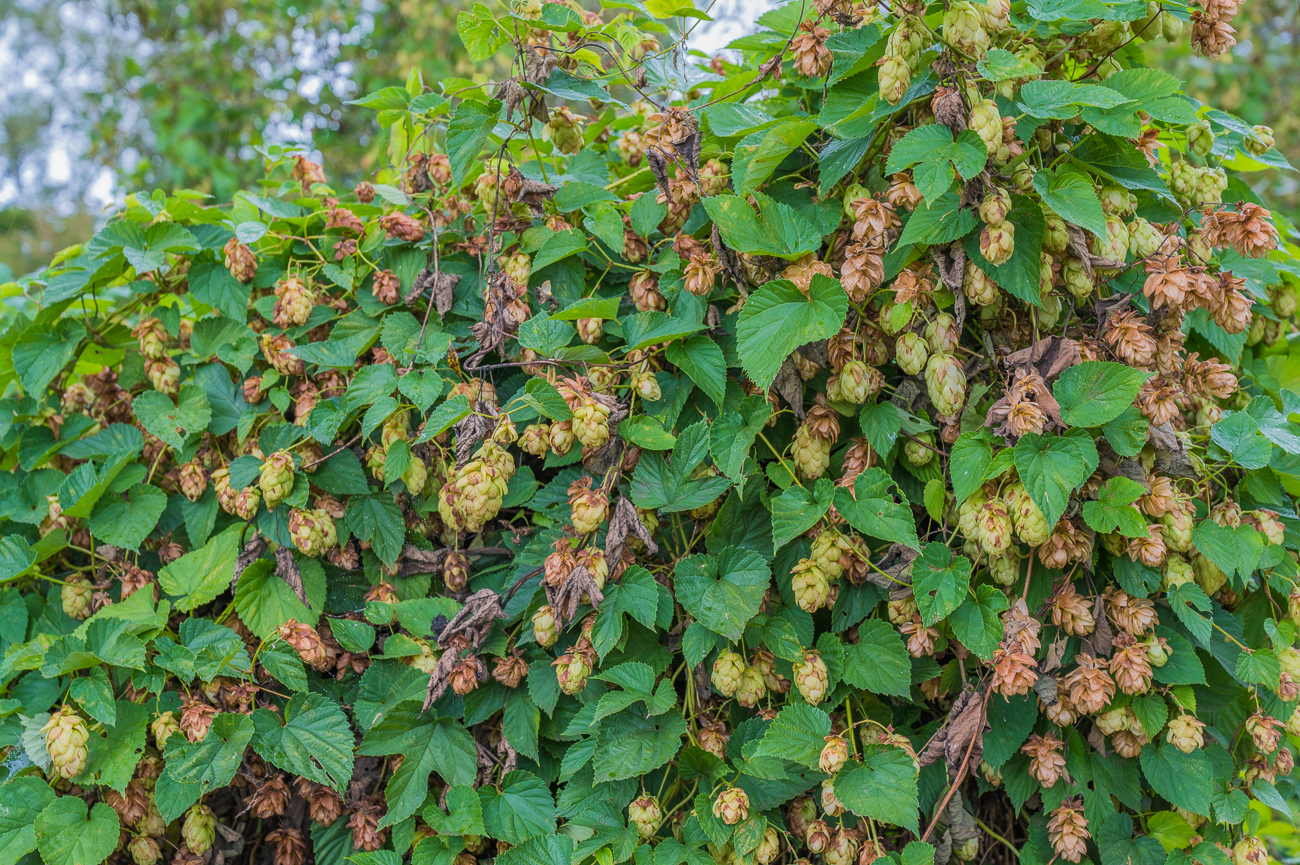 Wilder Hopfen