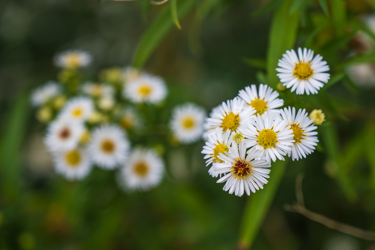 Bei dem Wetter lachen uns wenigesten einige Bl&uuml;ten an