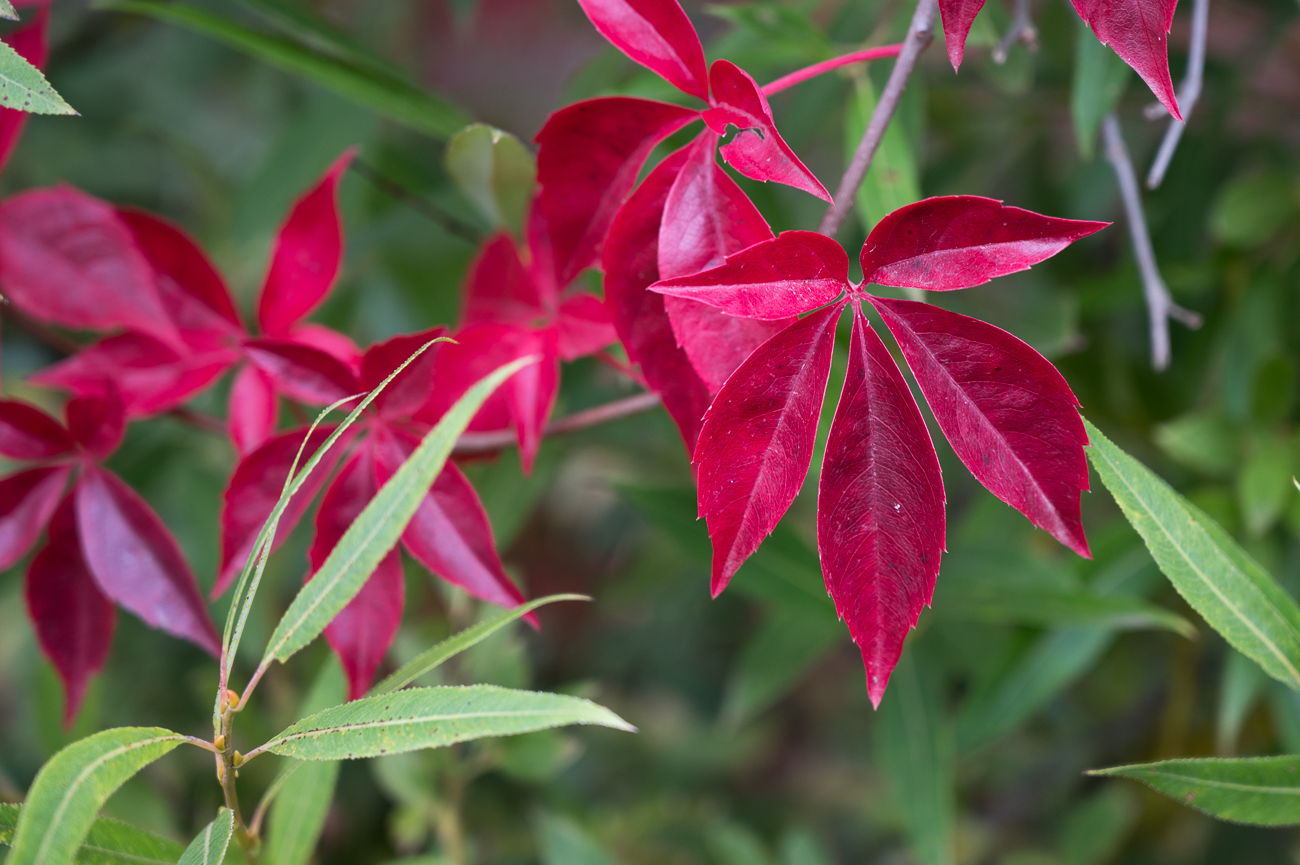 ... und f&auml;rbt die Bl&auml;tter