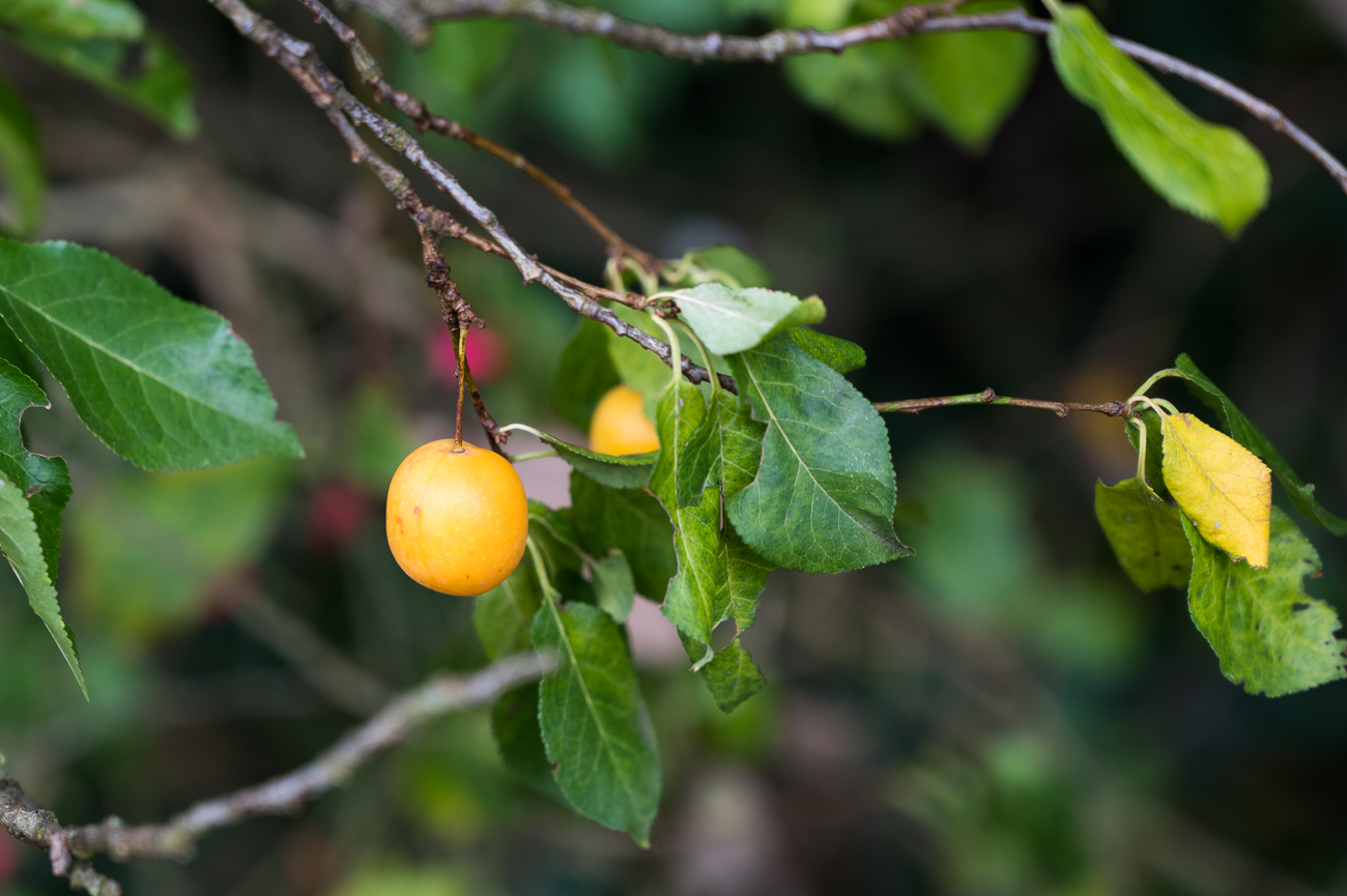 Reste der Mirabellen gibt es auch noch