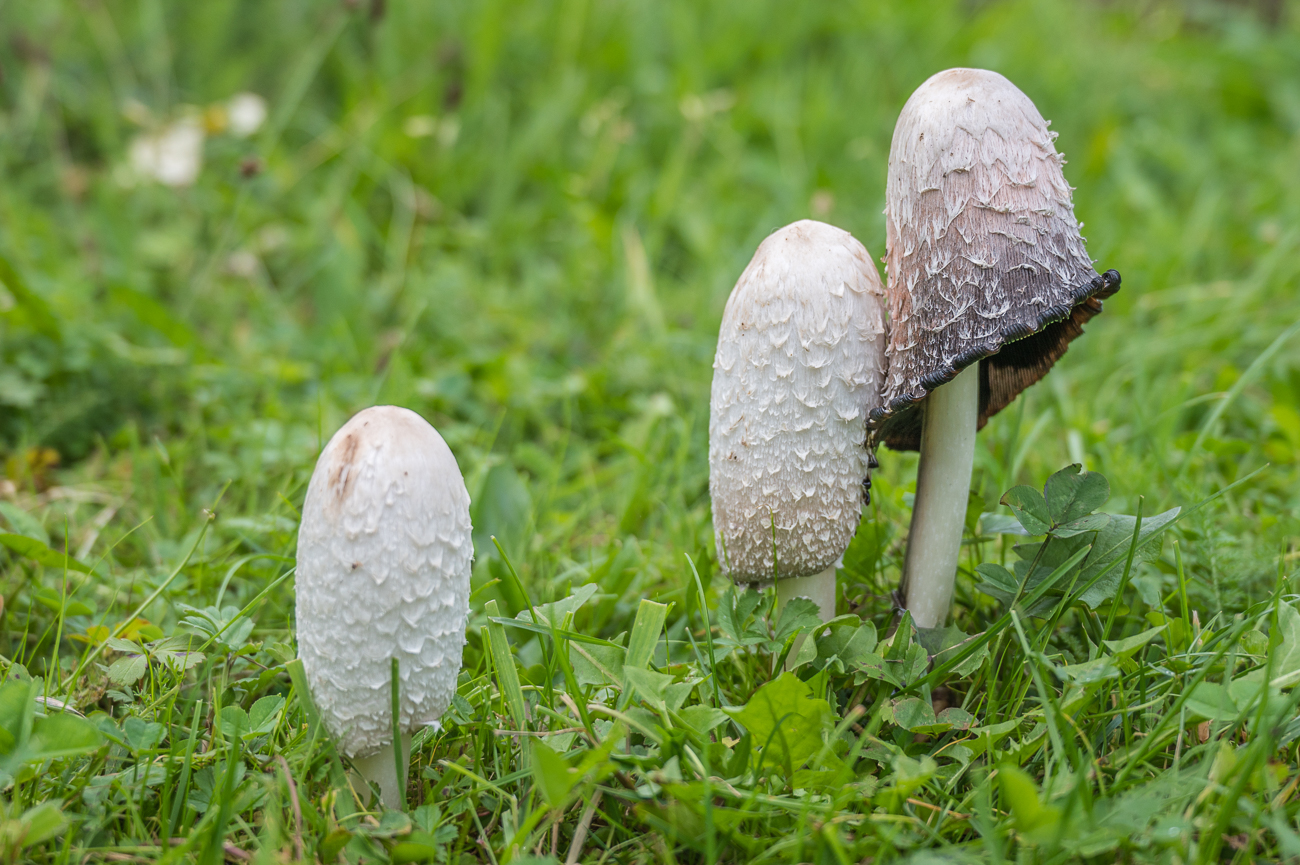 Trotz des trockenen Sommers ...