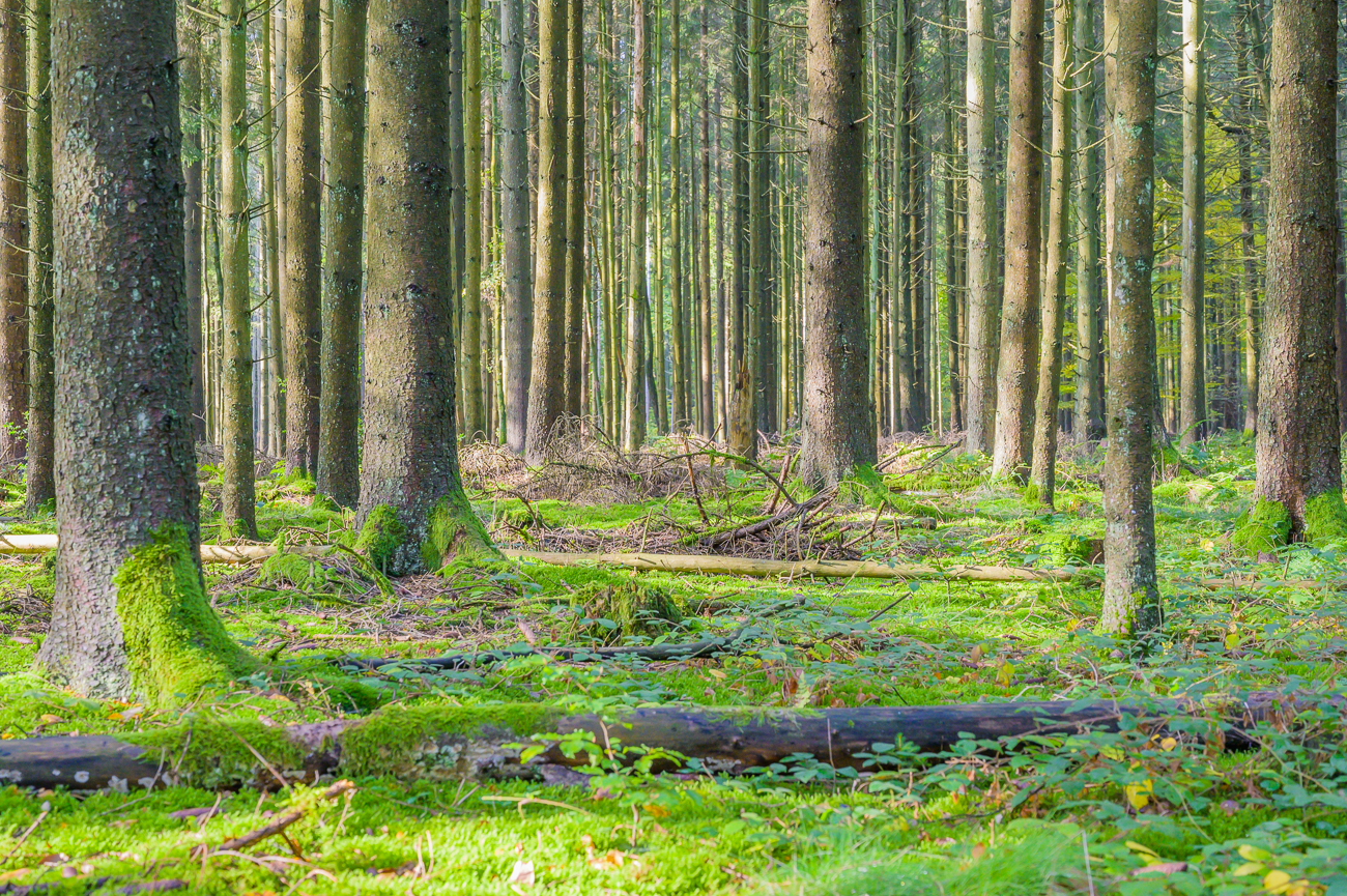 Sch&ouml;n gr&uuml;n im Wald