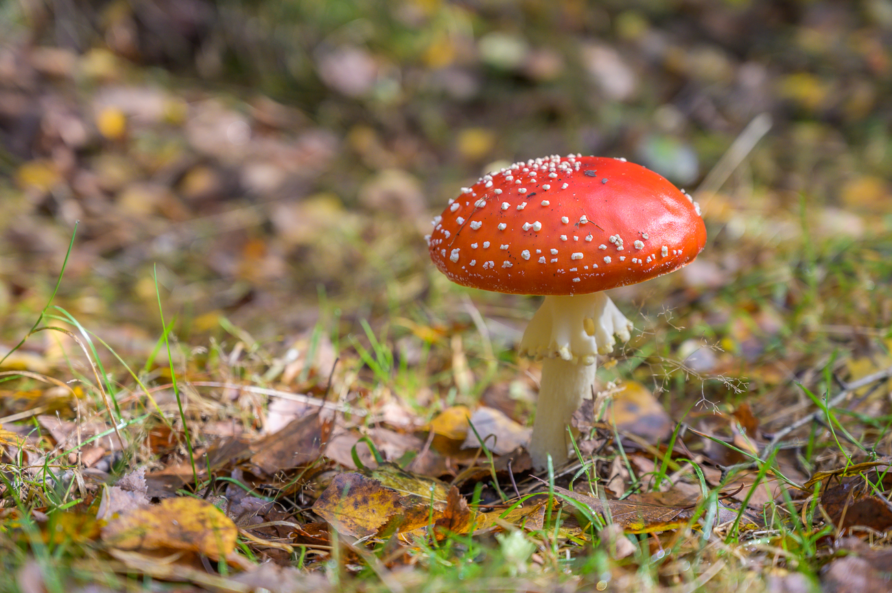 Sch&ouml;ner Fliegenpilz