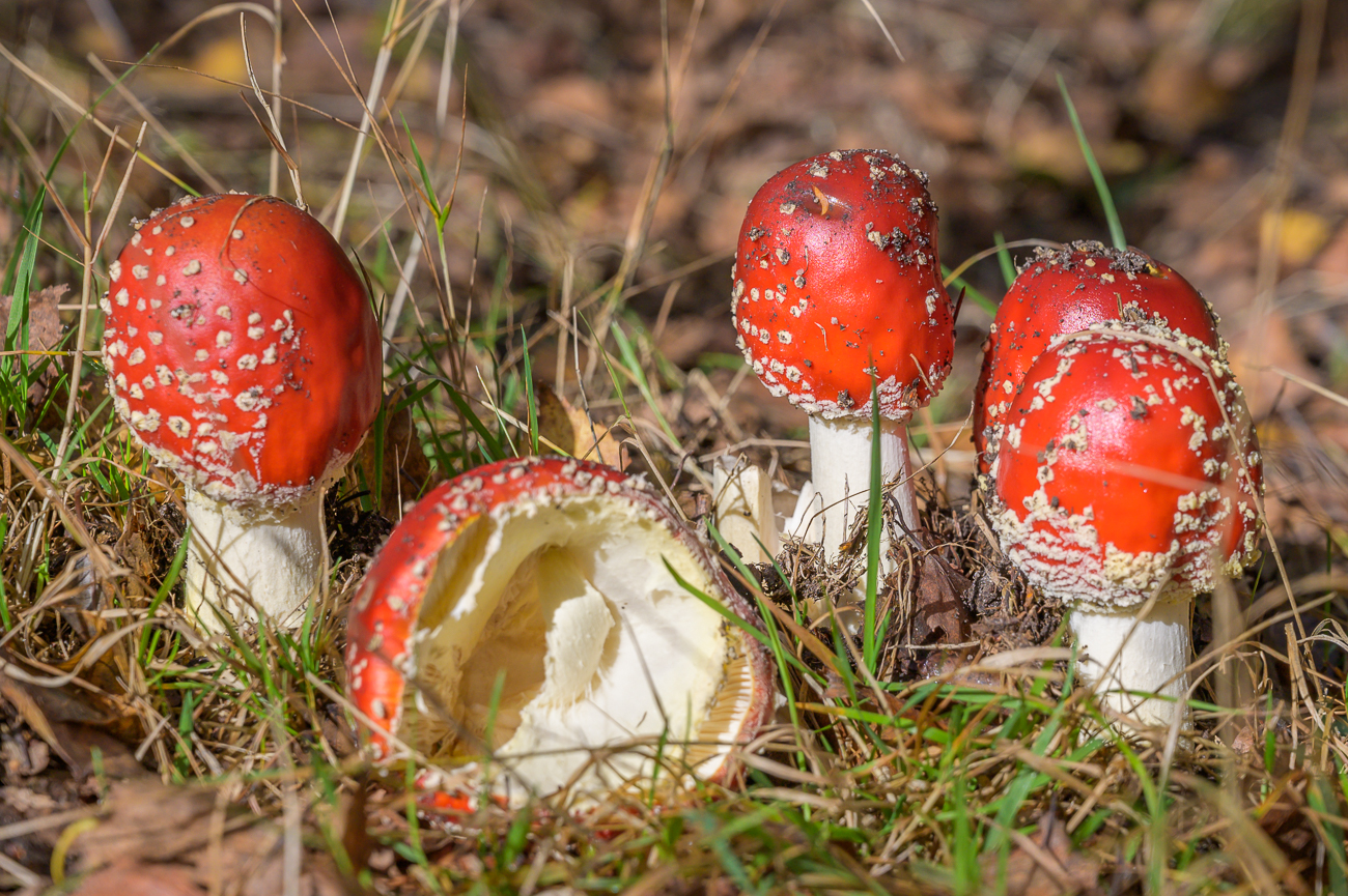 Eine ganze Gruppe Fliegenpilze