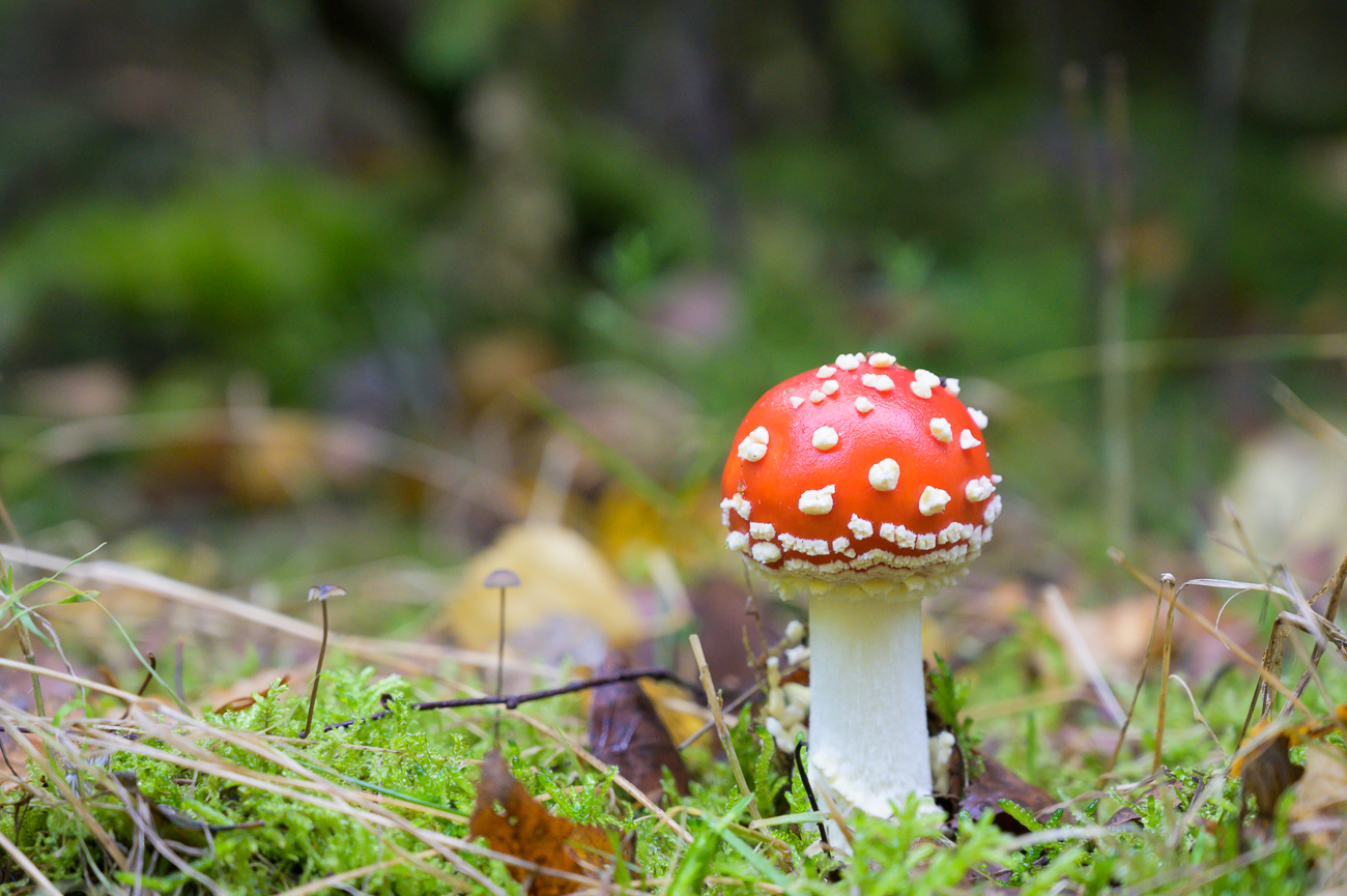 Heute gibt es nur Fliegenpilze