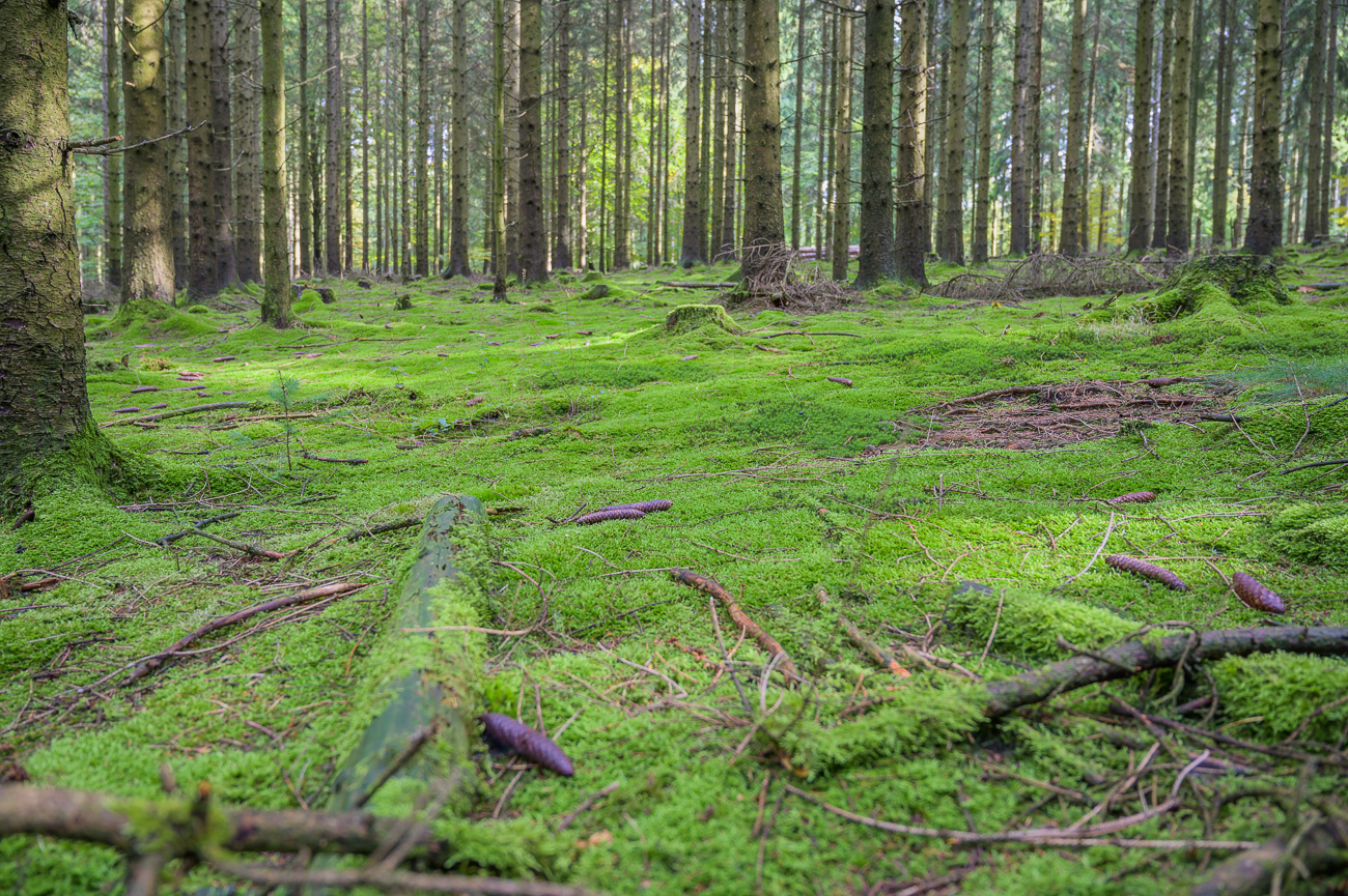 Gr&uuml;&uuml;&uuml;&uuml;&uuml;n