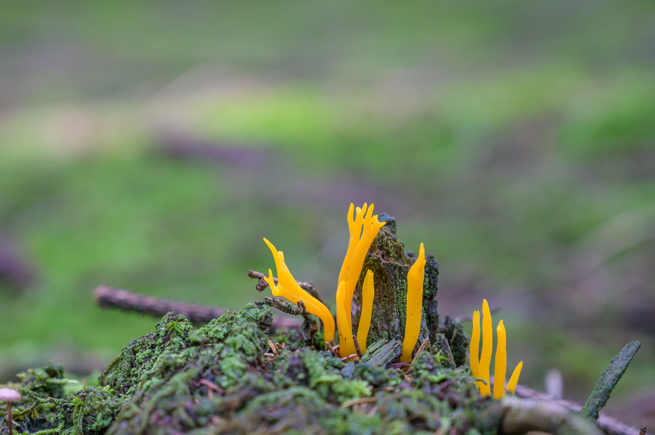 Gegabelter H&ouml;rnling