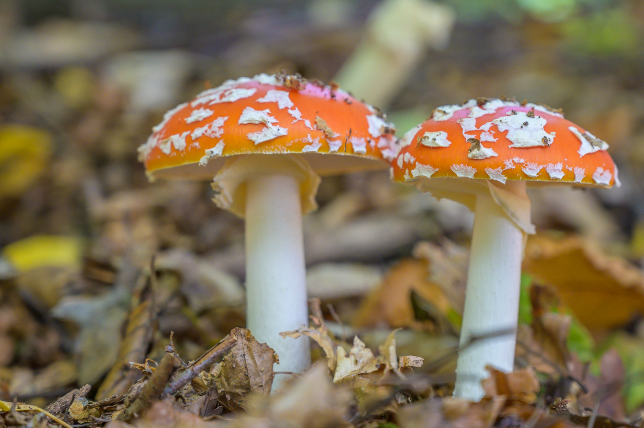 Nochmal Fliegenpilze