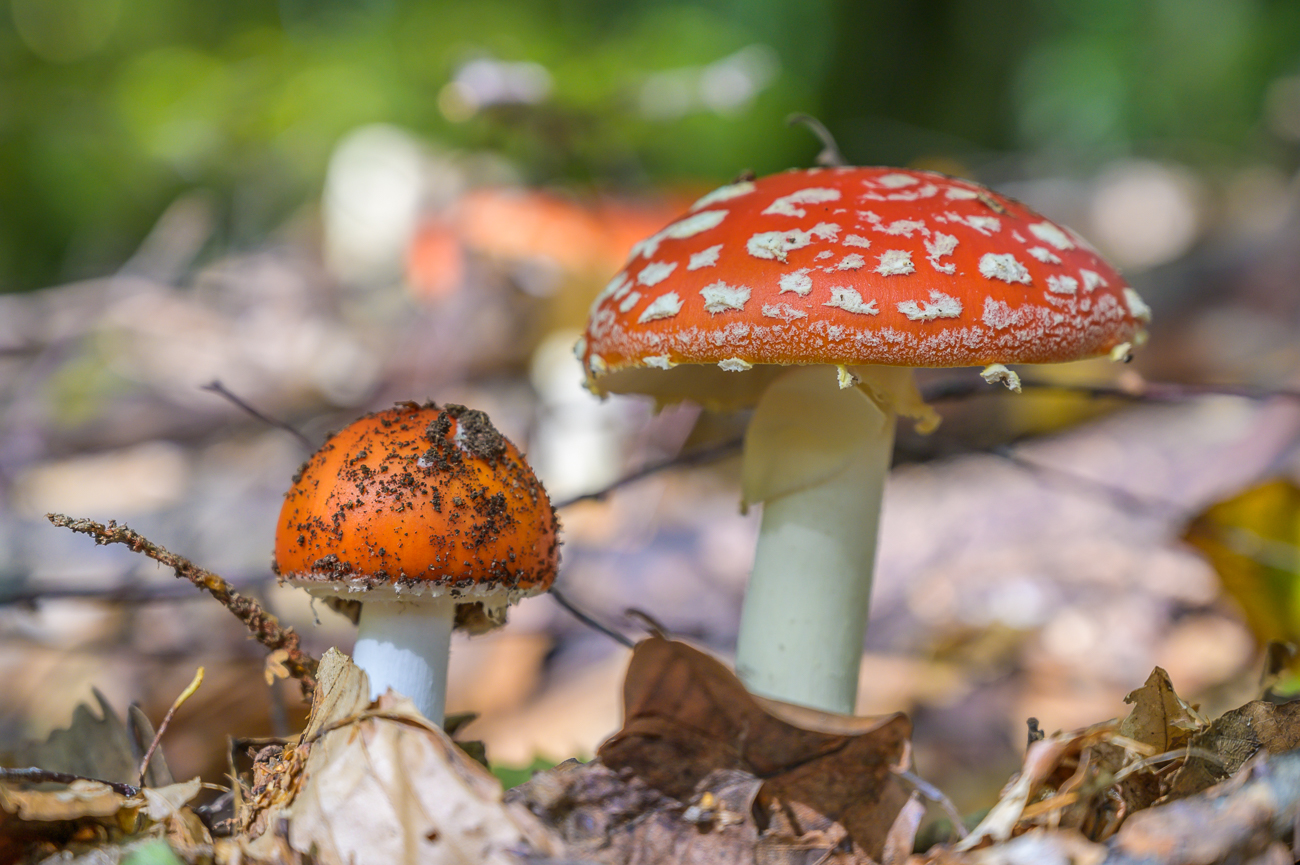 Der Wald war &uuml;bers&auml;t mit Fliegenpilzen
