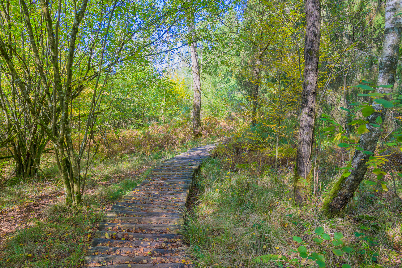 Bohlenweg durch feuchte Auen