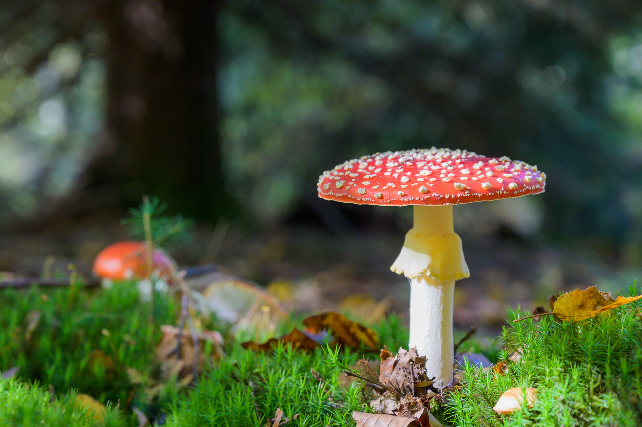 Nochmal ein Sch&ouml;ner