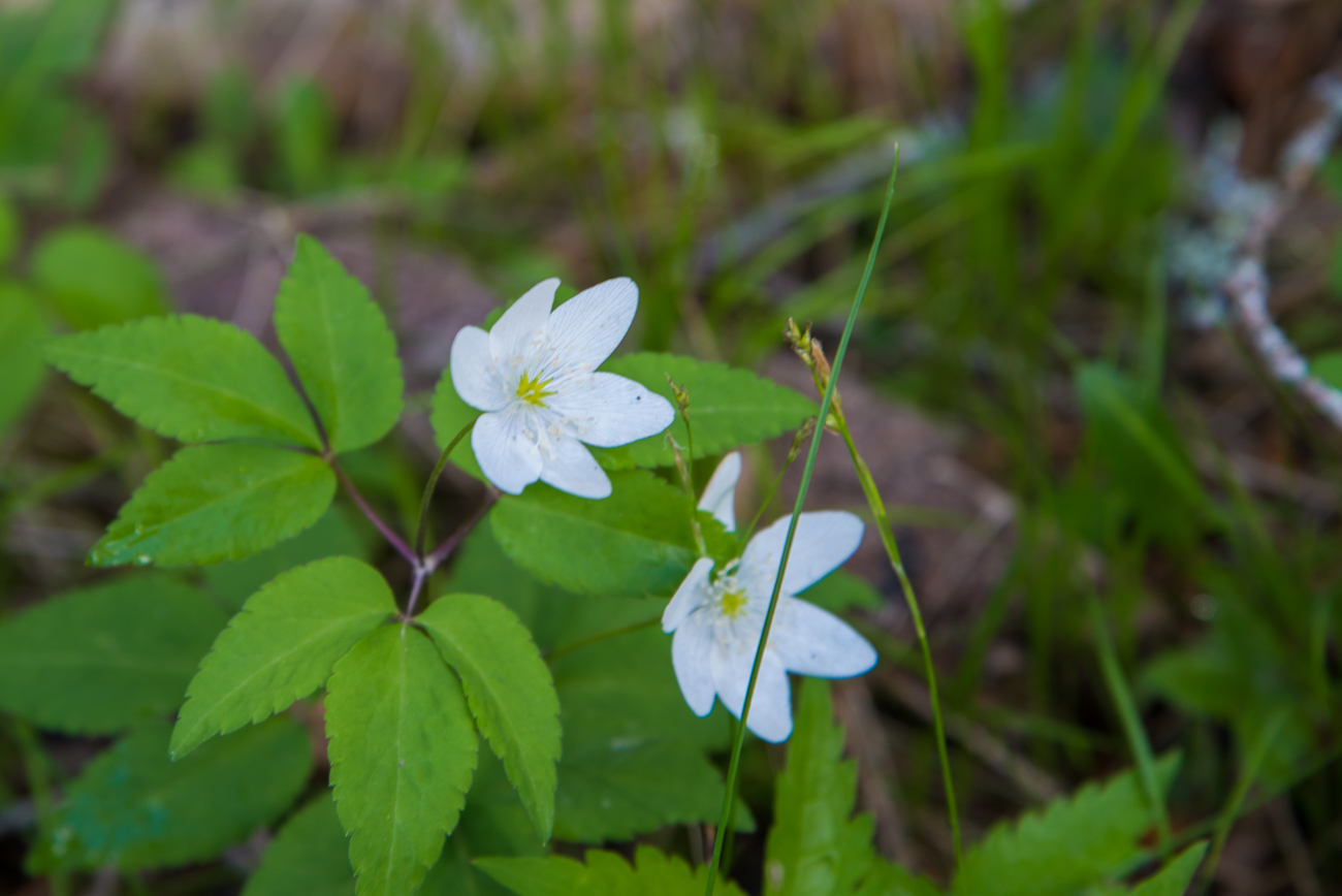 Sieht aus wie Buschwindröschen, aber die grünen Blätter sind anders