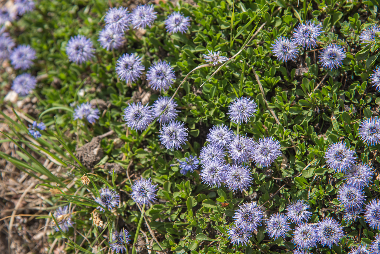 Kleine Blümchen säumen den Weg