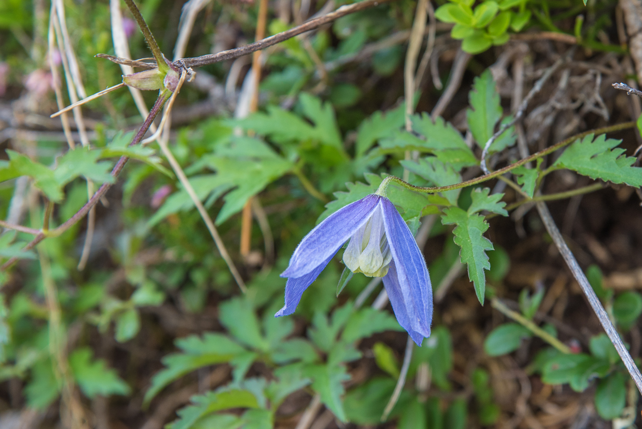 Fast zum Schluss noch eine schöne Blüte