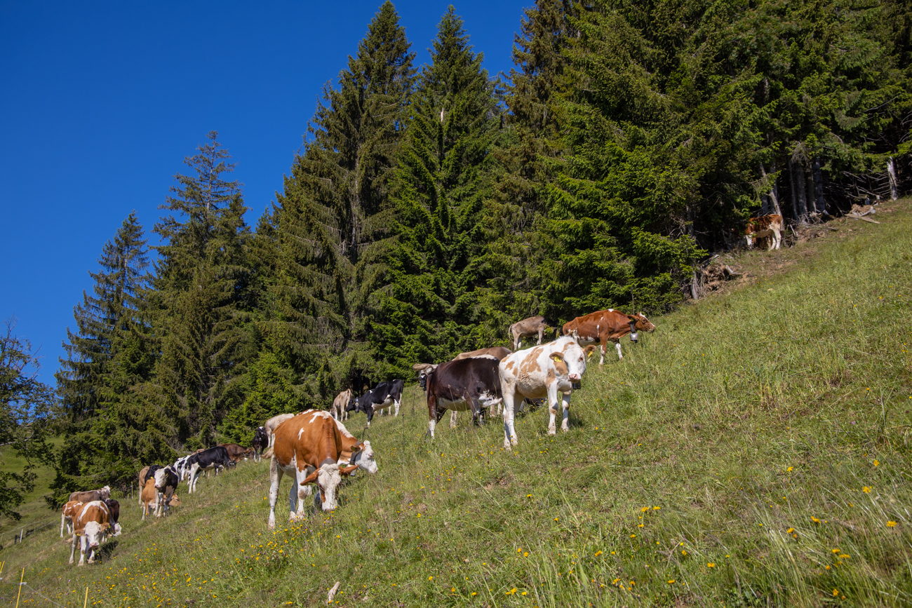Die &uuml;blichen K&uuml;he ;-)