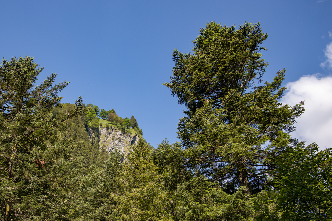 B&auml;ume am Abhang