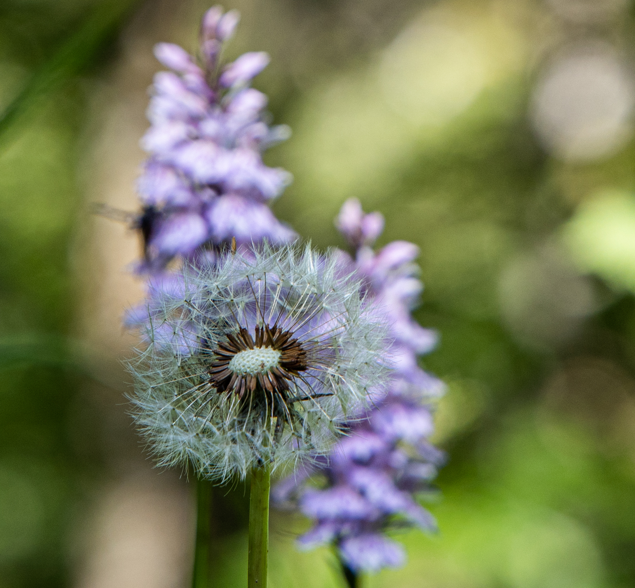 Wiesenl&ouml;wenzahn [Taraxacum officinale]