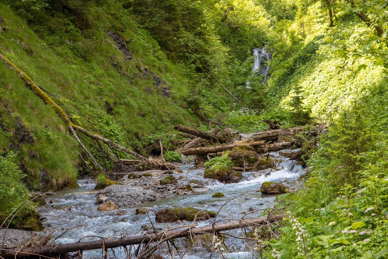Mitgerissene Baumst&auml;mme