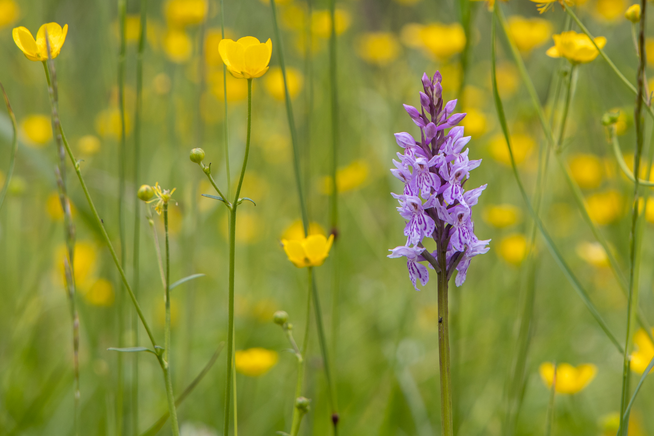 Fuchs&rsquo; Knabenkraut [Dactylorhiza fuchsii], eine Orchideenart
