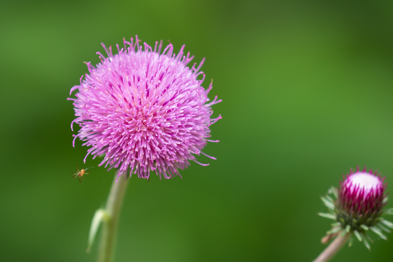 Verschiedenbl&auml;ttrige Kratzdistel [Cirsium heterophyllum] mit Spinnenbesuch