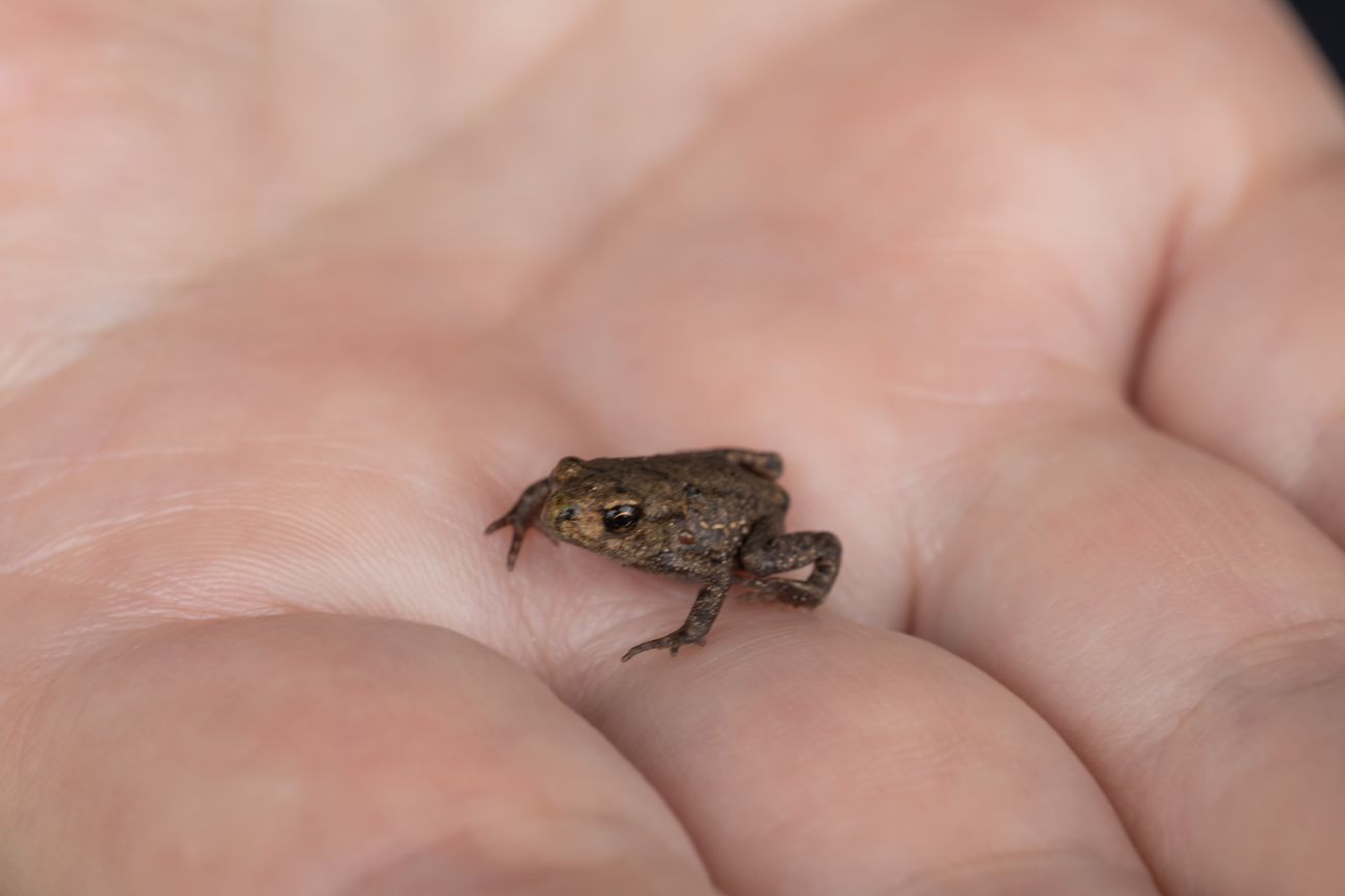 ... h&uuml;pfen viele kleine Fr&ouml;sche herum