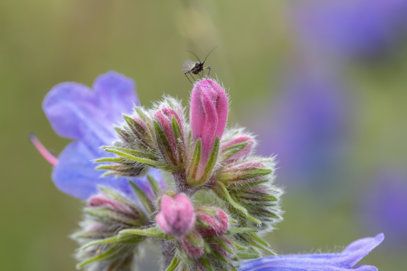 Gew&ouml;hnlicher Natternkopf oder Blauer Natternkopf [Echium vulgare]