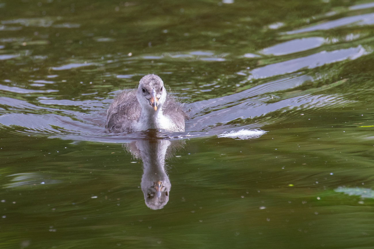 &Auml;lteres Bl&auml;sshuhnk&uuml;ken