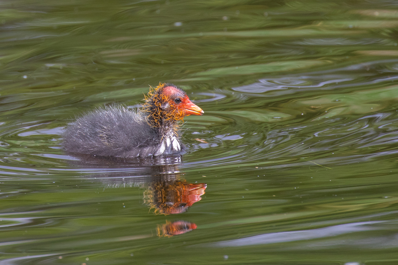 J&uuml;ngeres Bl&auml;sshuhnk&uuml;ken
