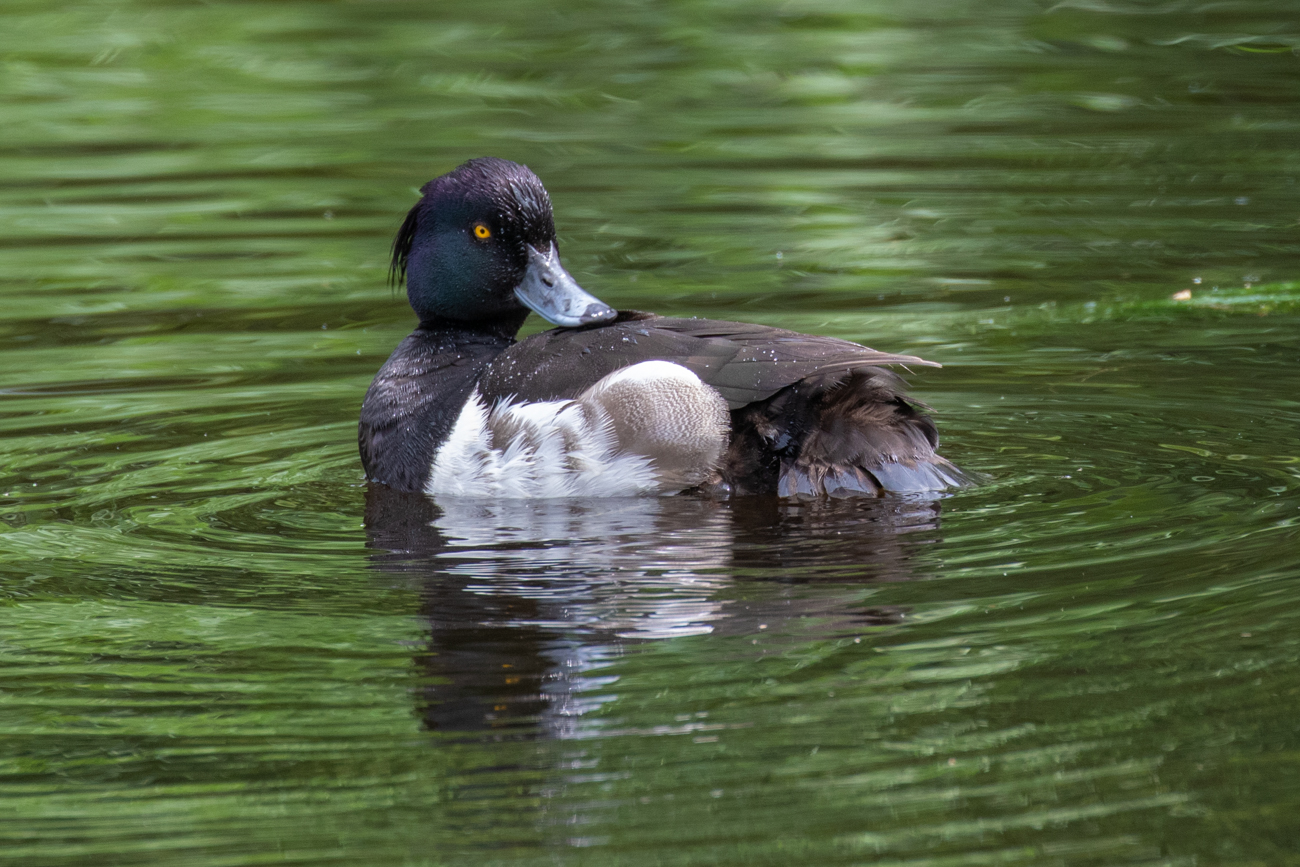 Reiherente (M&auml;nnchen)