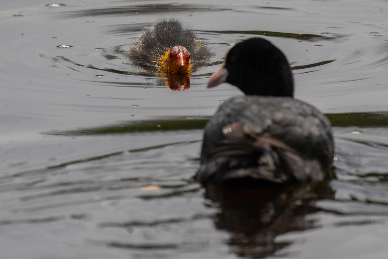 Bl&auml;sshuhnk&uuml;ken will sich f&uuml;ttern lassen