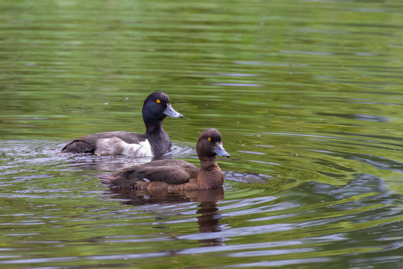 Reiherentenp&auml;rchen
