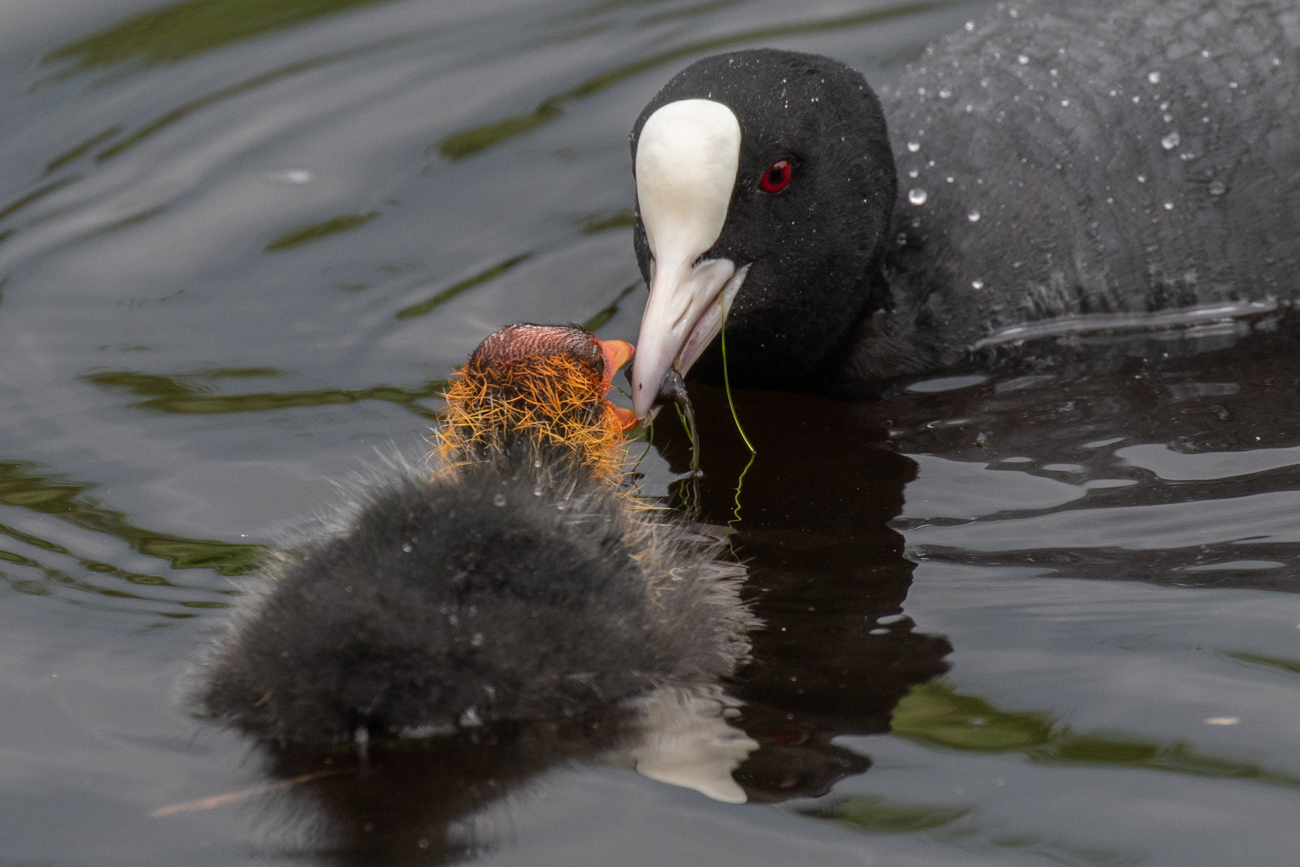 Eine Kaulquappe wird &uuml;bergeben