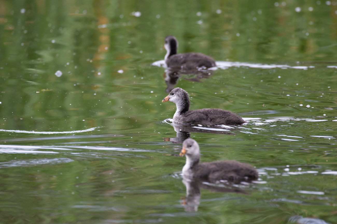 &Auml;ltere Bl&auml;sshuhnk&uuml;ken