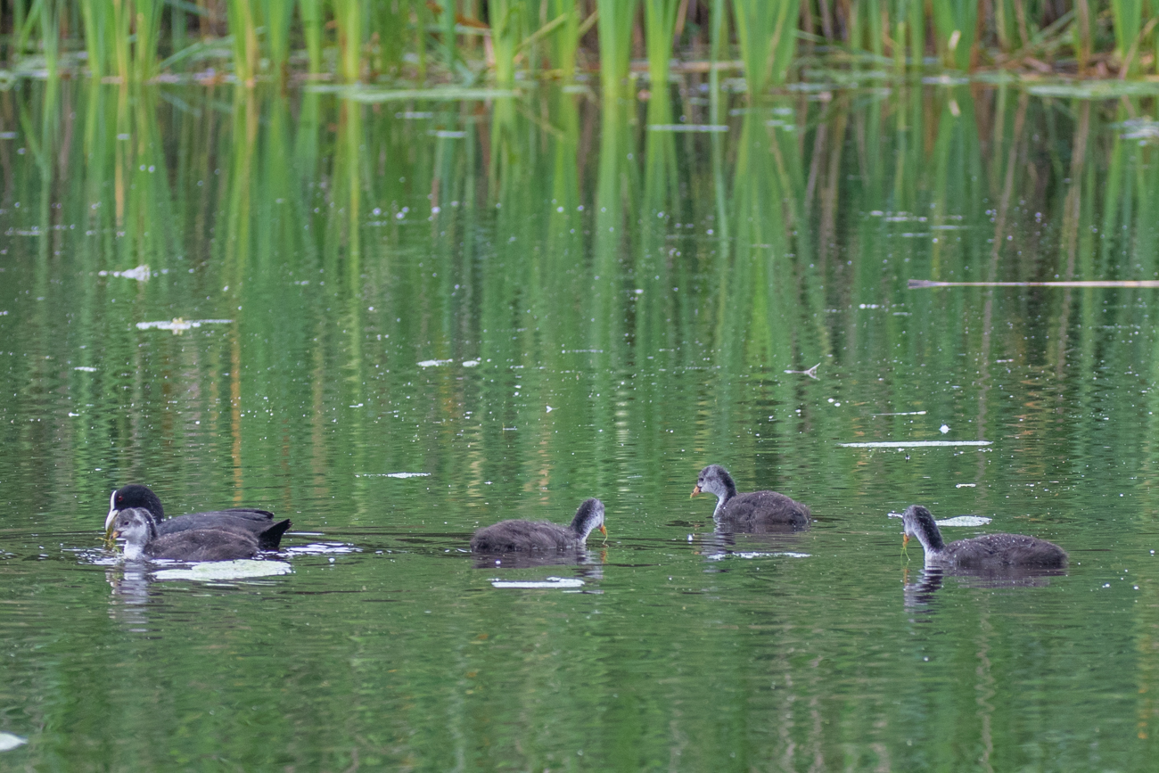 Bl&auml;sshuhnfamilie