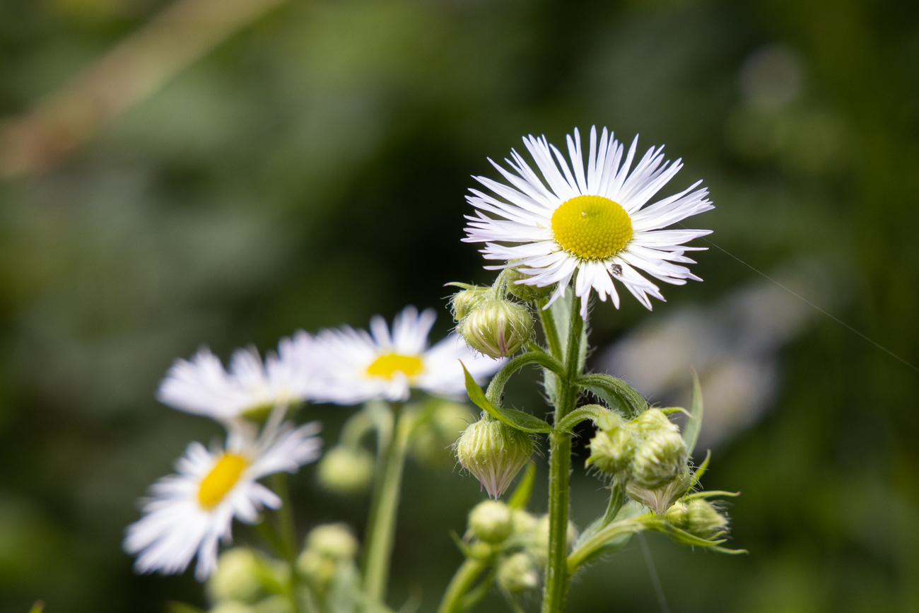Feinstrahl [Erigeron annuus], auch Wei&szlig;es Berufkraut oder Einj&auml;hriges Berufkraut genannt