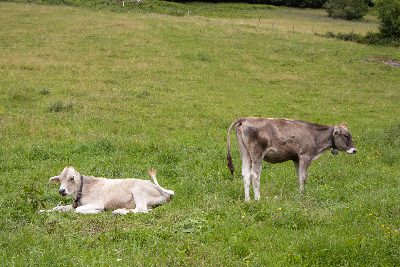 K&auml;lber auf der Weide