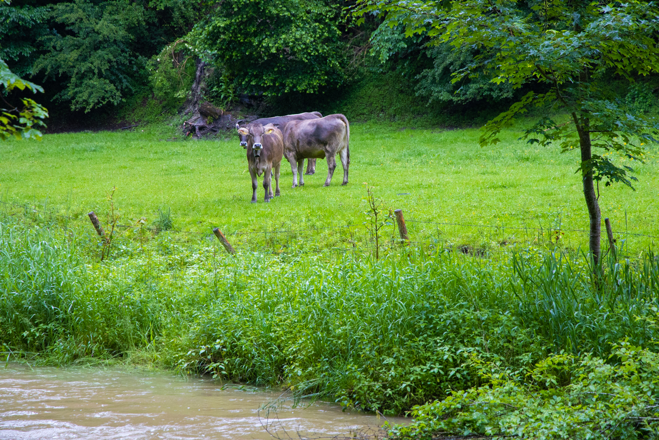 K&auml;lber im Regen