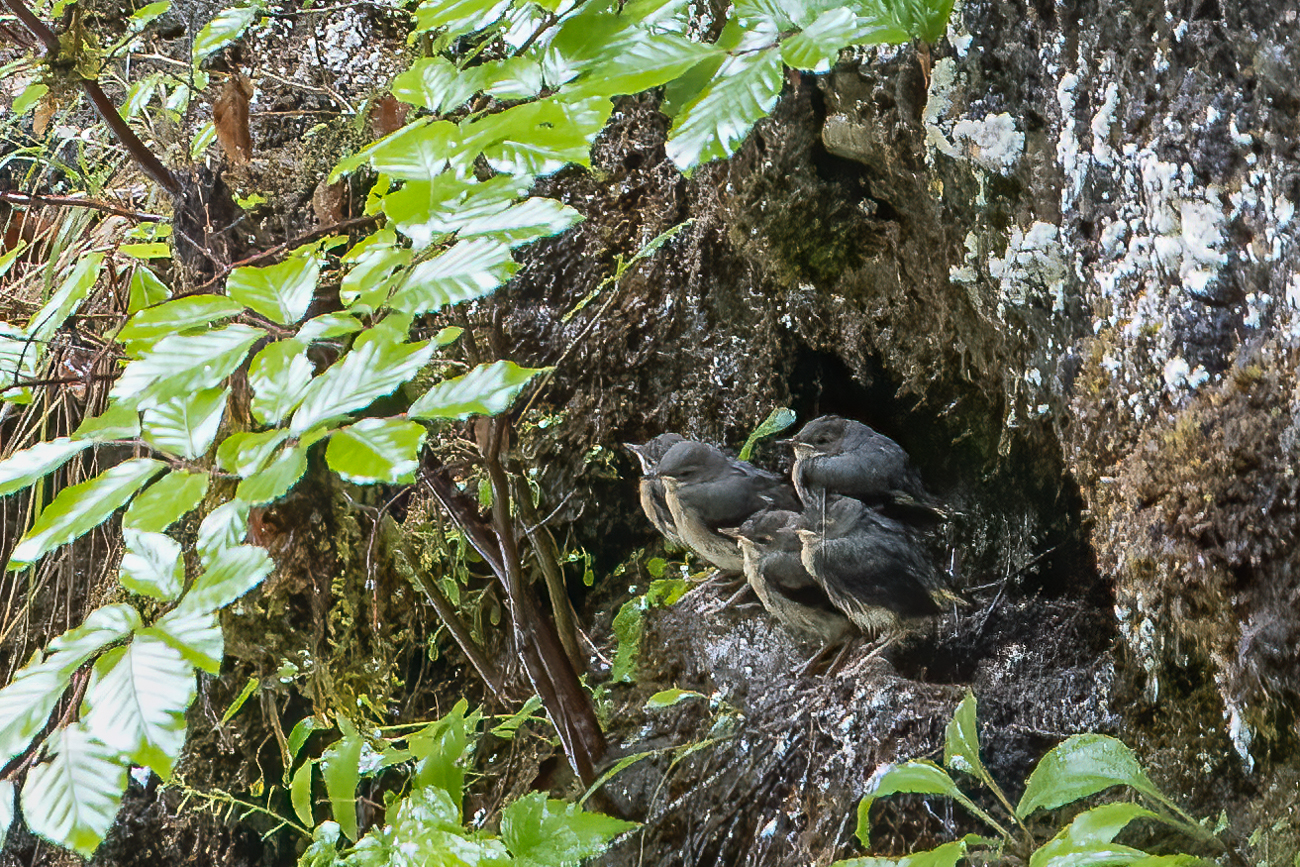 In einer feuchten Felsnische sitzen Jungv&ouml;gel und werden von den Elterntieren gef&uuml;ttert