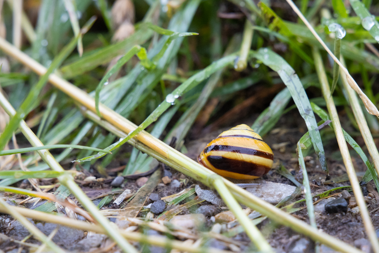 Sch&ouml;nes Schneckenhaus