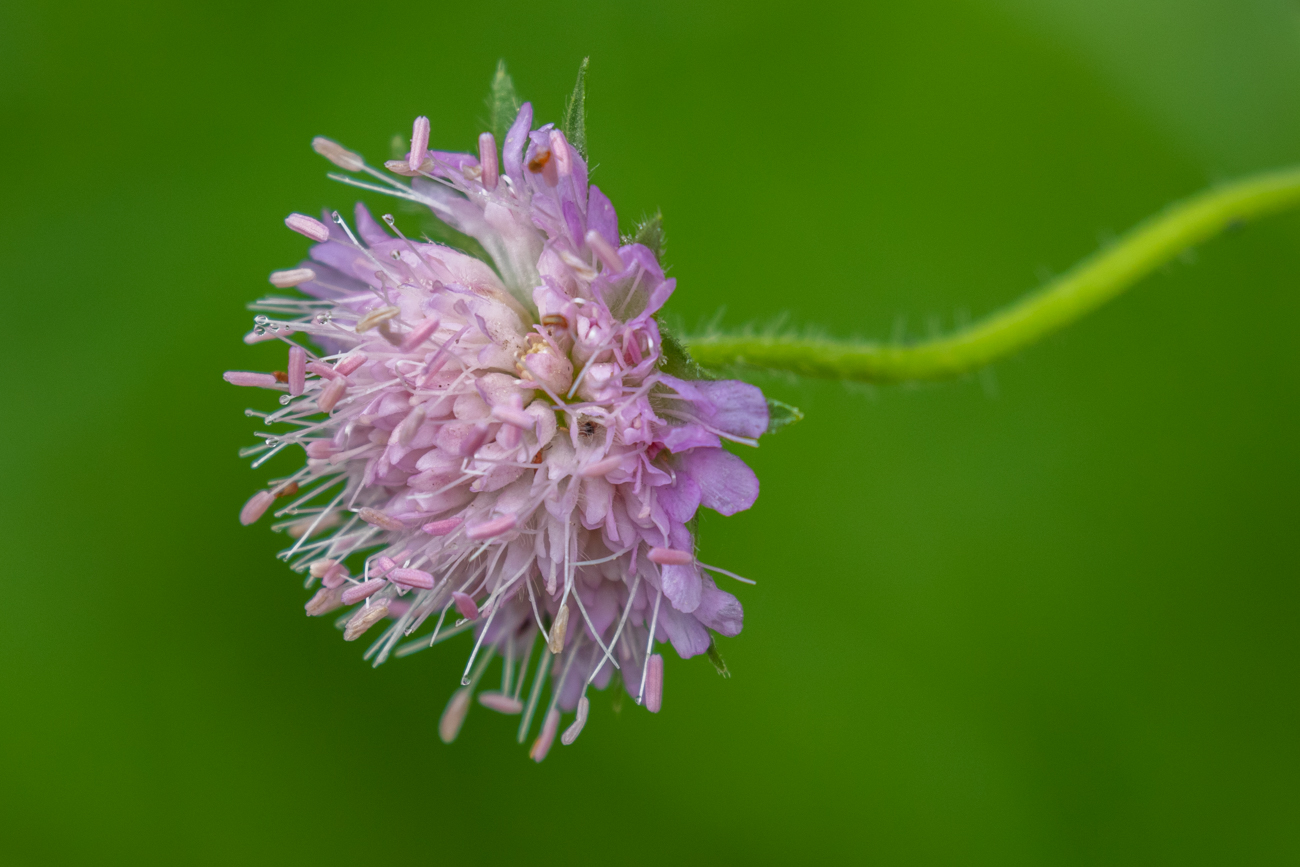 Acker-Witwenblume [Knautia arvensis], auch Wiesen-Witwenblume, N&auml;hkisselchen oder Wiesenskabiose genannt