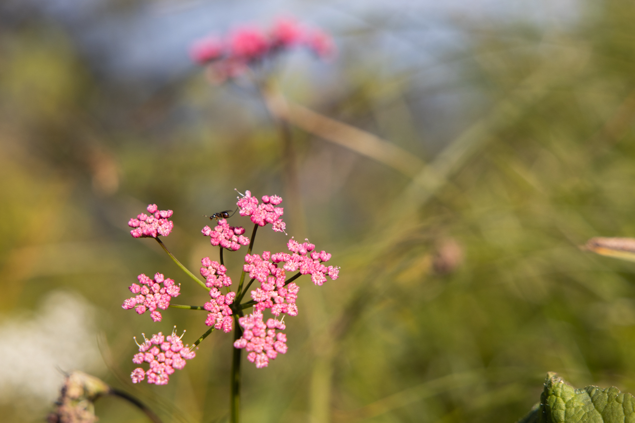 Gro&szlig;e Bibernelle [Pimpinella major]